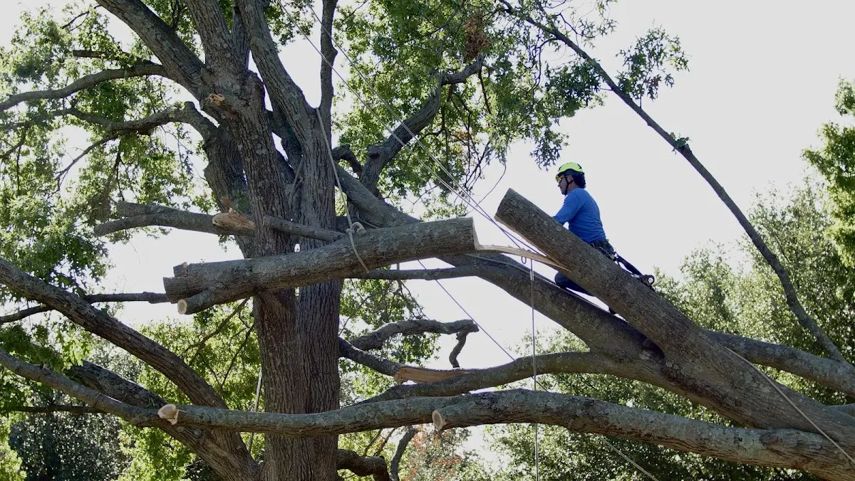 Professional Hazardous Tree Removal performed by certified arborists in Rockwell
