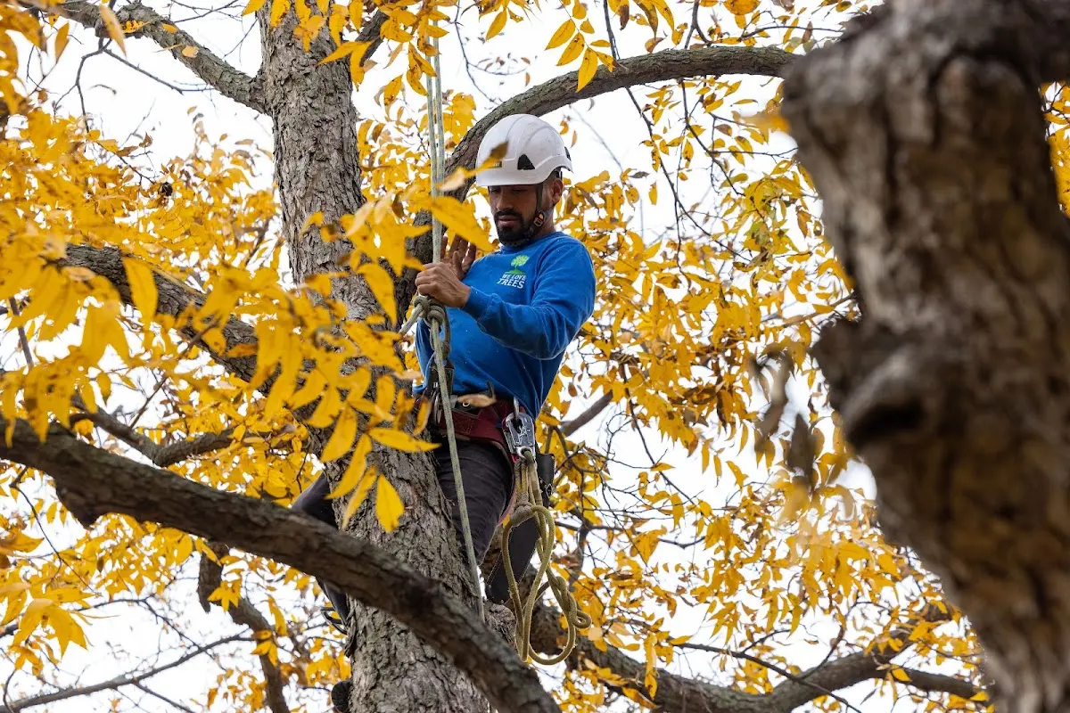 Skilled Tree Pruning crew working in Rockwell